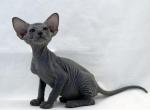 Nansiy - Peterbald Cat For Sale - Pembroke Pines&comma; FL&comma; US