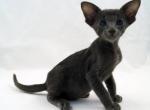 Noah - Peterbald Cat For Sale - Pembroke Pines&comma; FL&comma; US