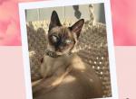 Maddie - Siamese Cat For Sale - Phila&comma; PA&comma; US