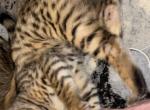 Bengal kitten - Bengal Cat For Sale - Haverstraw&comma; NY&comma; US