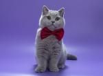 Rascal - British Shorthair Cat For Sale - Grayslake&comma; IL&comma; US