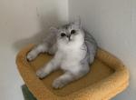 Scottish girl 2 - Scottish Straight Cat For Sale - New York&comma; NY&comma; US