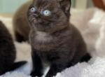 Niko - British Shorthair Cat For Sale - Vancouver&comma; WA&comma; US