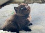 Mars - British Shorthair Cat For Sale - Vancouver&comma; WA&comma; US
