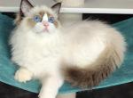 Malva - Ragdoll Cat For Sale - Miami&comma; FL&comma; US