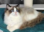 Yasha - Ragdoll Cat For Sale - Miami&comma; FL&comma; US