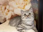 Litter 2 - British Shorthair Cat For Sale - Philadelphia&comma; PA&comma; US