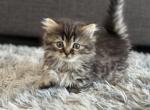 Ladybug - Ragamuffin Cat For Sale - Oklahoma City&comma; OK&comma; US