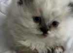 pearl - Himalayan Cat For Sale - Dover&comma; NH&comma; US