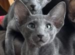 Blue Oriental Shorthair Male Kitten - Oriental Cat For Sale - NJ&comma; US