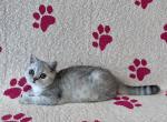 Purebred Scottish straight girl - Scottish Straight Cat For Sale - Shakopee&comma; MN&comma; US