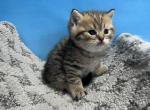 Kitty 1 - Scottish Straight Cat For Sale - Renton&comma; WA&comma; US