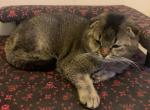 Mira - Scottish Fold Cat For Sale - Philadelphia&comma; PA&comma; US