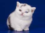 Jewelry - Munchkin Cat For Sale - Pembroke Pines&comma; FL&comma; US