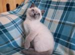 PINKY PIE - British Shorthair Cat For Sale - Sacramento&comma; CA&comma; US