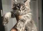 Tom - Maine Coon Cat For Sale - Hollywood&comma; FL&comma; US