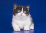 Ikako - Munchkin Cat For Sale - Pembroke Pines&comma; FL&comma; US
