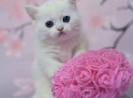 Sonata - Munchkin Cat For Sale - Pembroke Pines&comma; FL&comma; US