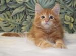 Richard - Maine Coon Cat For Sale - Miami&comma; FL&comma; US