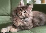 Yuna - Maine Coon Cat For Sale - Miami&comma; FL&comma; US