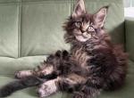 Yamir - Maine Coon Cat For Sale - Hollywood&comma; FL&comma; US