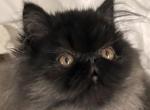 Black boy - Persian Cat For Sale - Clay&comma; PA&comma; US