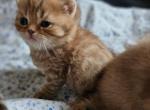 GORGEOUS GOLDEN BRITISH - British Shorthair Cat For Sale - Grand Rapids&comma; MI&comma; US