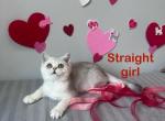 Purebred Scottish straight female - Scottish Straight Cat For Sale - Shakopee&comma; MN&comma; US