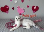 Scottish fold girl - Scottish Fold Cat For Sale - Shakopee&comma; MN&comma; US