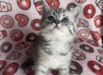 Flower - Scottish Straight Cat For Sale - Buffalo Grove&comma; IL&comma; US