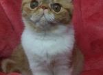Vika - Exotic Cat For Sale - Lemont&comma; IL&comma; US