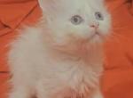 Winter - Maine Coon Cat For Sale - Hollywood&comma; FL&comma; US