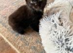Black Siamese mix - Domestic Cat For Sale - Leominster&comma; MA&comma; US