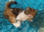 Kassandra - Exotic Cat For Sale/Retired Breeding - Lemont&comma; IL&comma; US