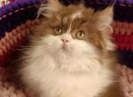 Lakki - Scottish Straight Cat For Sale - Miami&comma; FL&comma; US