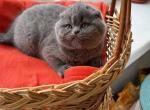 Sapphire - Scottish Fold Cat For Sale - Miami&comma; FL&comma; US