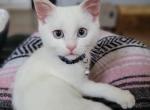 Azul's blue eye boy - Exotic Cat For Sale - Conroe&comma; TX&comma; US