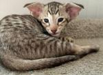 Klim - Oriental Cat For Sale - Pembroke Pines&comma; FL&comma; US