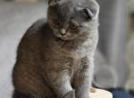 Betty - Scottish Fold Cat For Sale - New York&comma; NY&comma; US