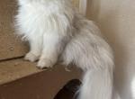 Lulu - Persian Cat For Sale - Fort Worth&comma; TX&comma; US