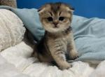 Mila - Scottish Fold Cat For Sale - Renton&comma; WA&comma; US