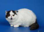 Butuz - Exotic Cat For Sale - Pembroke Pines&comma; FL&comma; US
