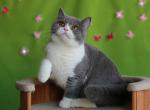 Simba - British Shorthair Cat For Sale - Grayslake&comma; IL&comma; US