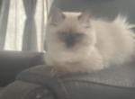 Armani - Ragdoll Cat For Sale - Oklahoma City&comma; OK&comma; US