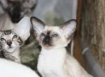 Urvin - Siamese Cat For Sale - Miami&comma; FL&comma; US