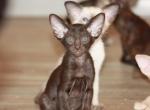 Unicum - Oriental Cat For Sale - Pembroke Pines&comma; FL&comma; US