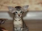 Unica - Oriental Cat For Sale - Pembroke Pines&comma; FL&comma; US