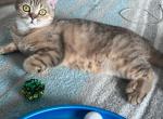 Scottish straight girl - Scottish Fold Cat For Sale - Shakopee&comma; MN&comma; US