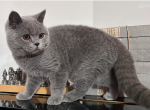Lady - British Shorthair Cat For Sale - Auburn&comma; WA&comma; US