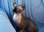 Karma - Sphynx Cat For Sale - Scottsdale&comma; AZ&comma; US